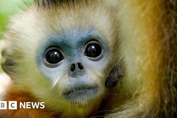 The battle to Save China's snub nosed monkey