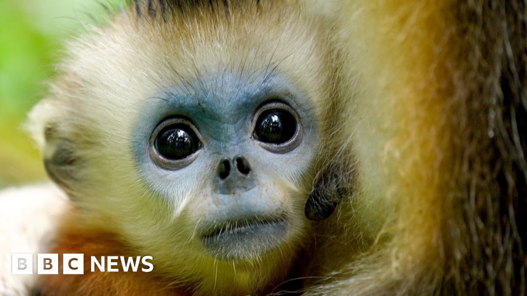 The battle to Save China's snub nosed monkey