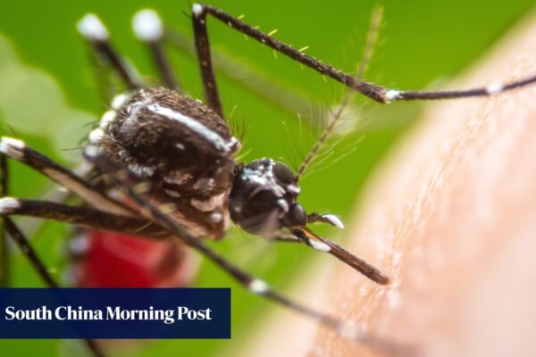 Hong Kong confirms 3 new imported cases of chikungunya fever