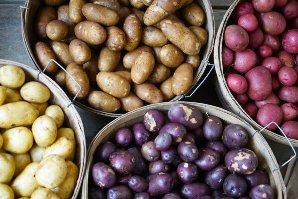 A variety of potatoes in baskets, including yellow, red, purple, and russet potatoes
