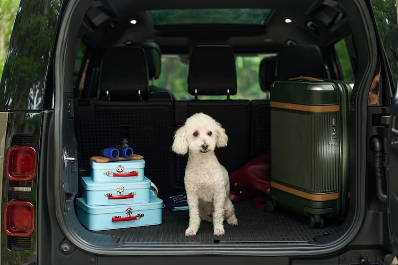 Don't Leave the Dog at Home: Traveling With Pets