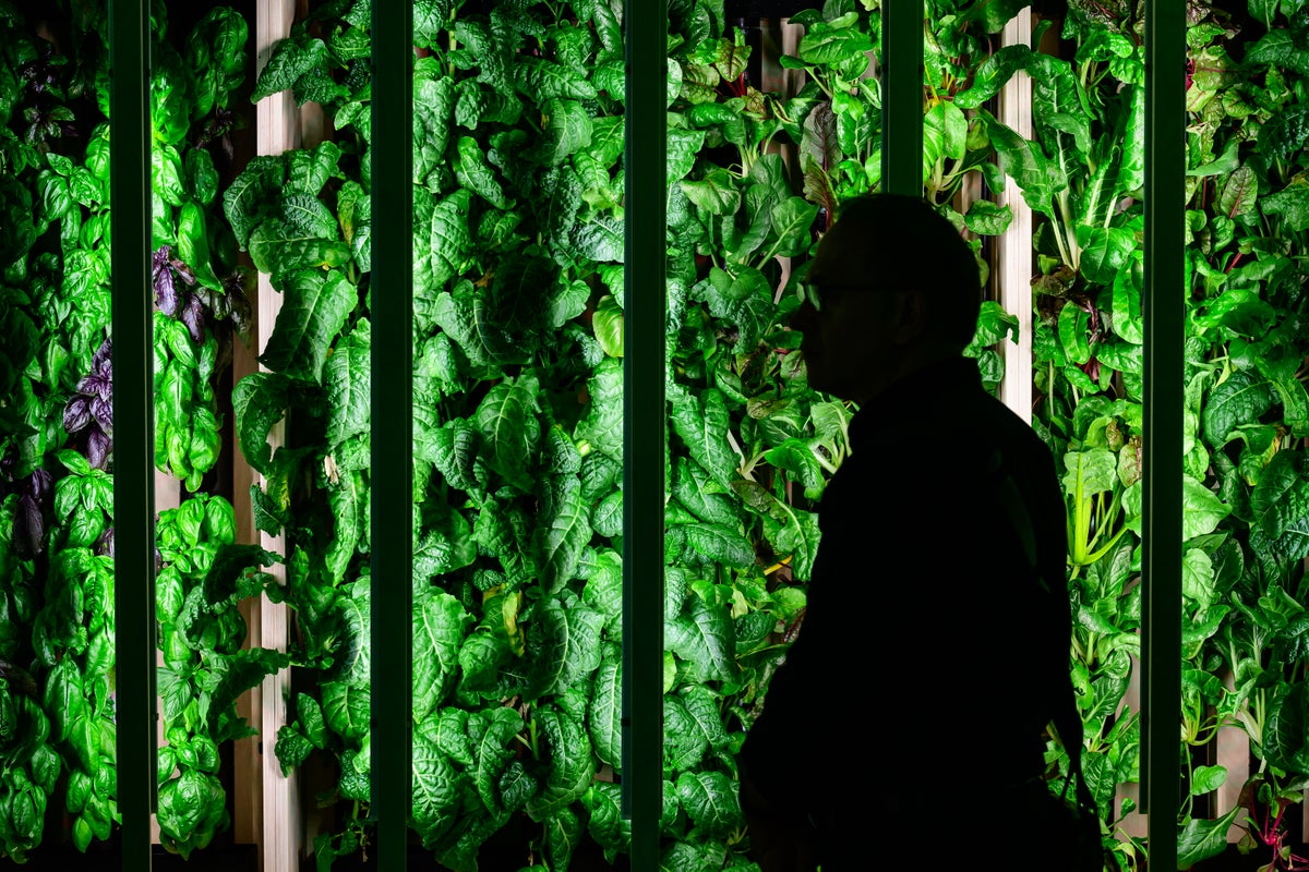 The summer herb staple that can protect you from cancer and cardiovascular disease