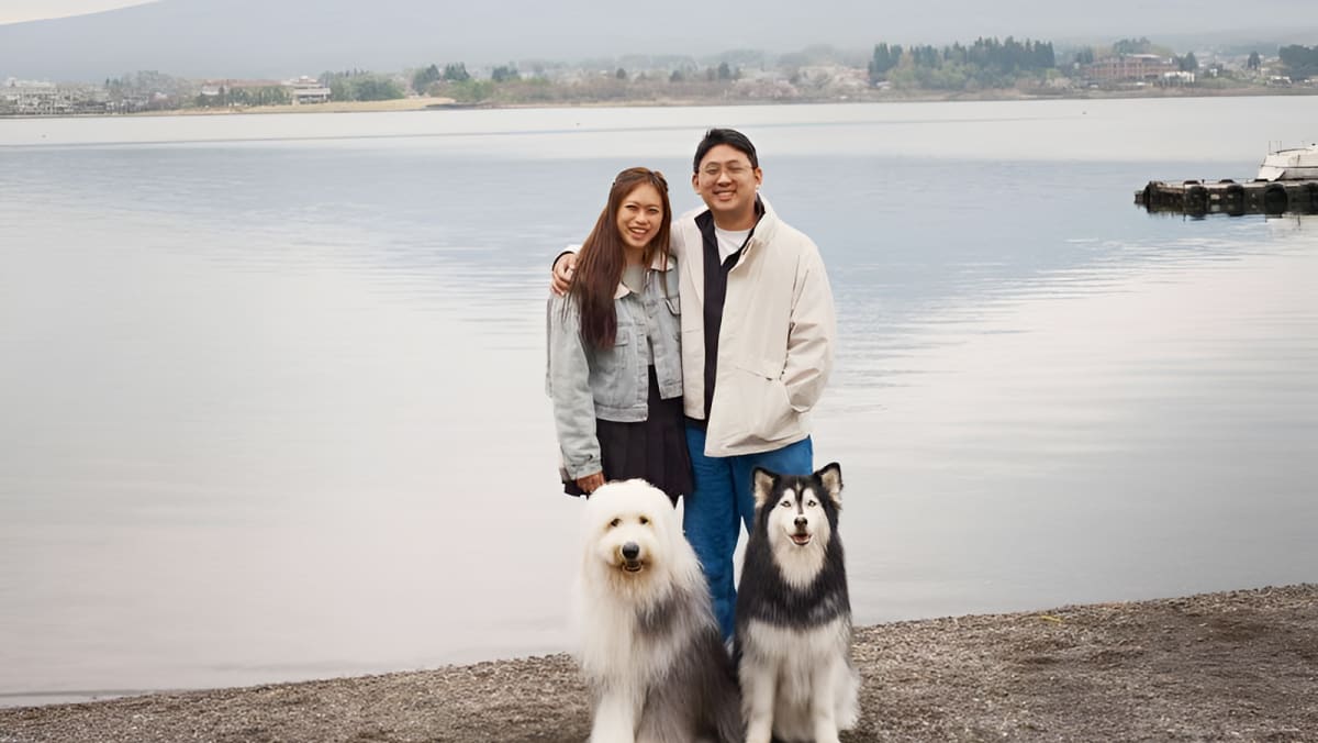 Flying overseas with pets from Singapore: What owners need to know