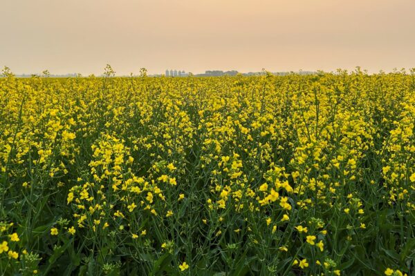 China slaps temporary duties on Canadian canola