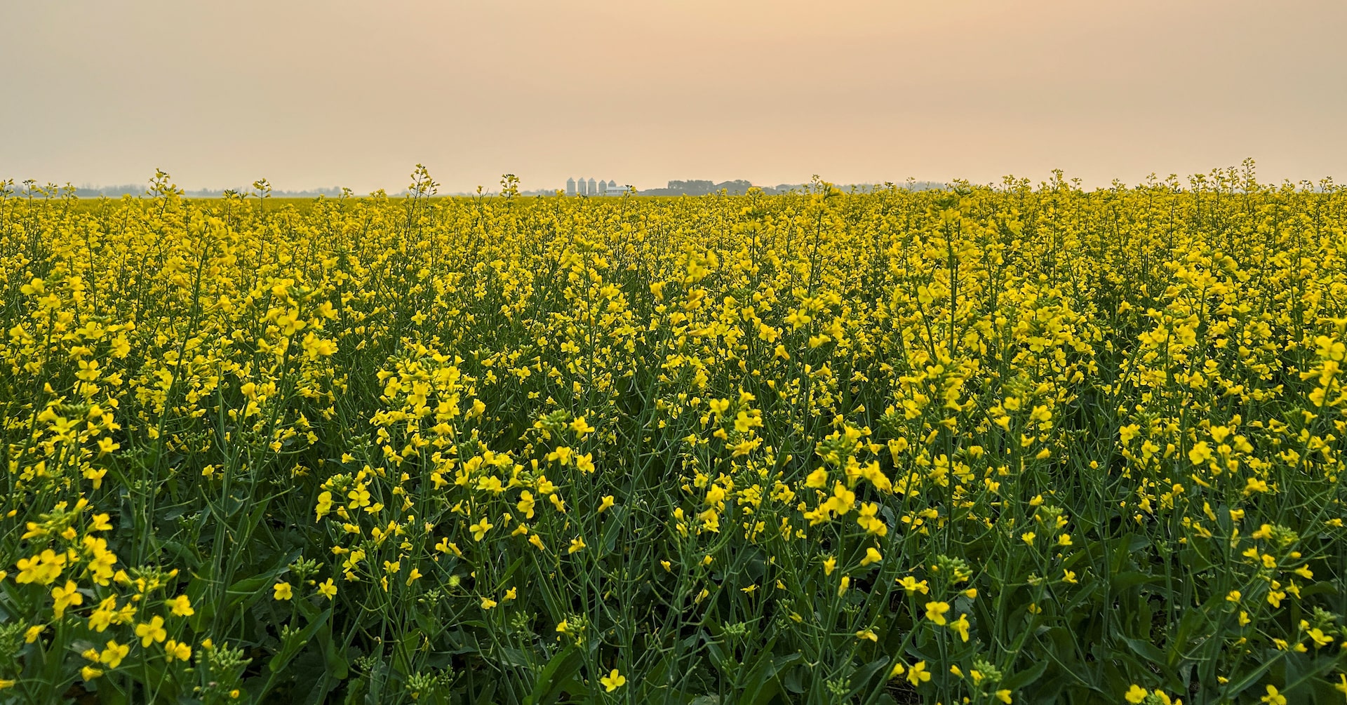 China slaps temporary duties on Canadian canola