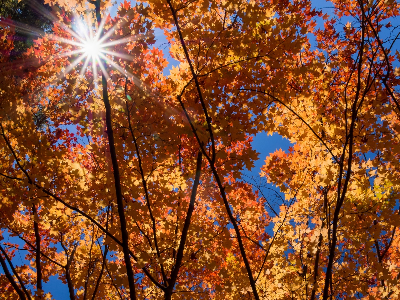 Boston in the running for best place in the US to visit in the fall — here’s how to vote