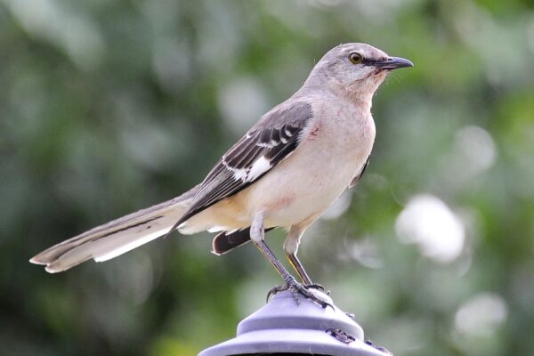 One Tech Tip: Ditch the chatbots and take your AI nature apps on a birdwatching hike
