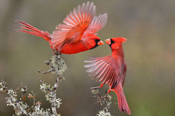 Two red cardinal birds flapping their wings and looking at each other are perched on a lichen-covered tree.