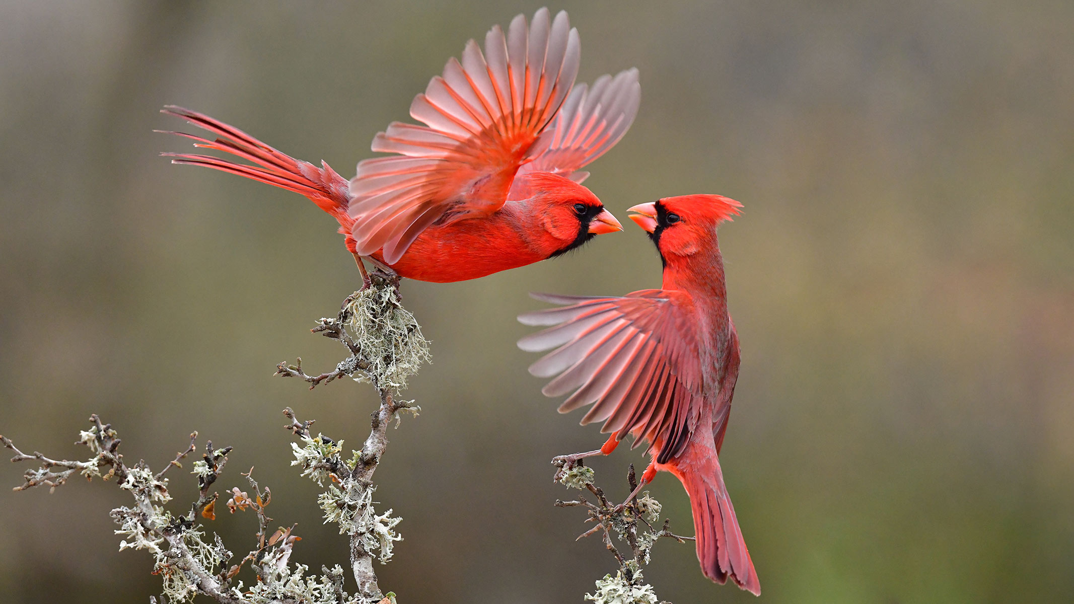 Two red cardinal birds flapping their wings and looking at each other are perched on a lichen-covered tree.