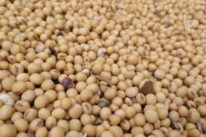 Soybean market looking for China deal as harvest looms
