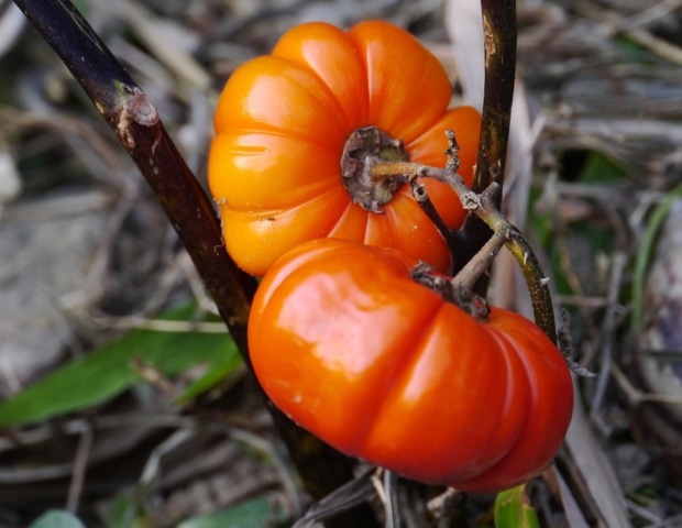 Mediterranean diet with lifestyle changes lowers diabetes risk by 31%