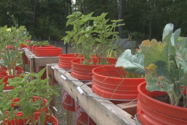 Salamanca schools lead with fresh, healthy meals