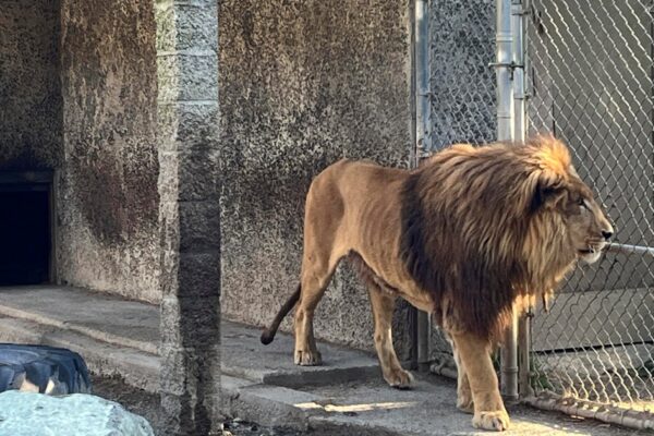 Oregon safari park owner indicted on more than 300 animal neglect charges after police found drugs and guns