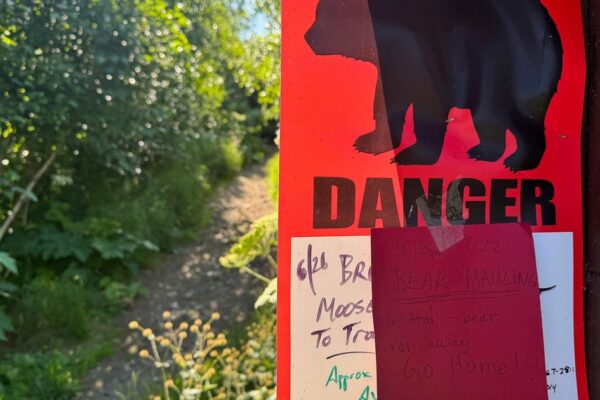 Jogger in Alaska seriously injured after bear attacks her, drags her 100 yards