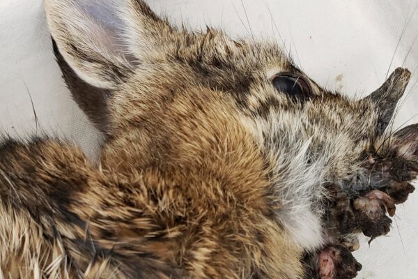 Rabbits are sprouting virus-induced "horns" in Colorado. Here's why scientists say there's no reason to panic.
