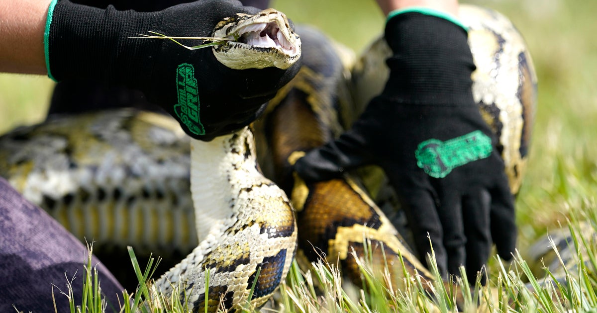 Florida deploys robot rabbits to control invasive Burmese python population