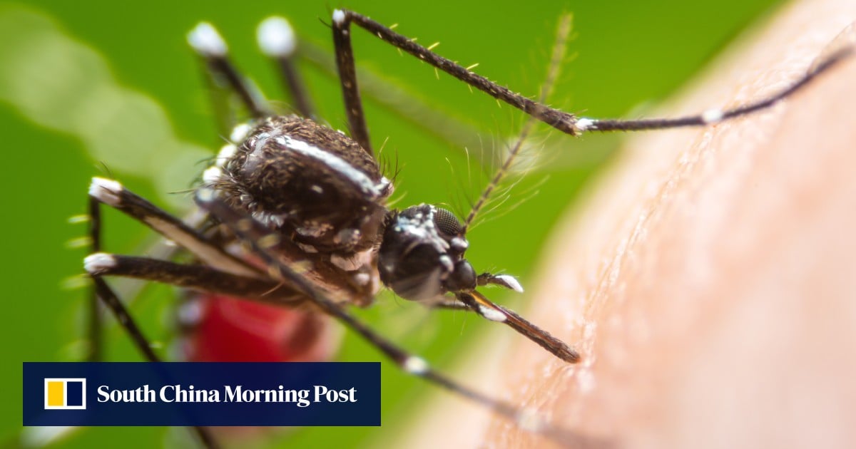 Hong Kong biotech firm races to develop chikungunya fever test for early detection