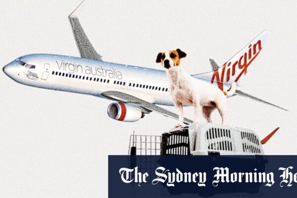 Everything you need to know about carrying dogs and cats on domestic flights later this year