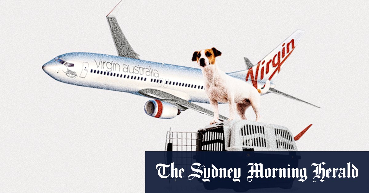 Everything you need to know about carrying dogs and cats on domestic flights later this year