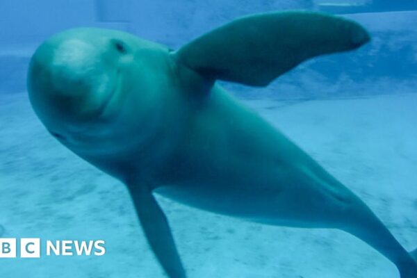 Saving China's finless porpoise from the brink of extinction