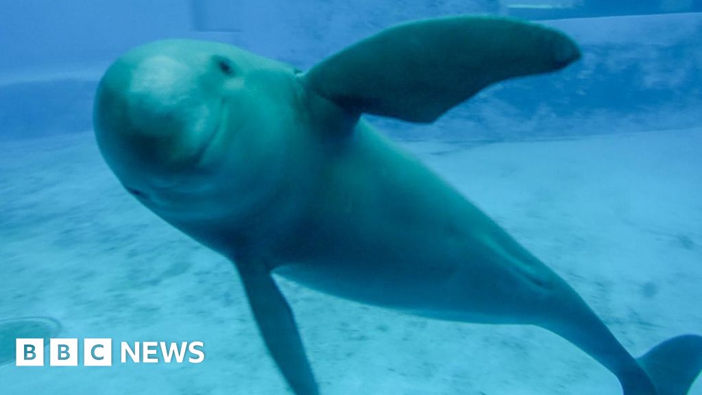 Saving China's finless porpoise from the brink of extinction