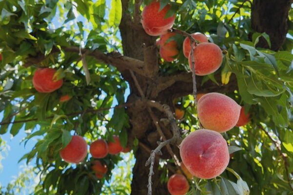 California peach harvests are down after warmer winter disrupted trees' sleep cycles