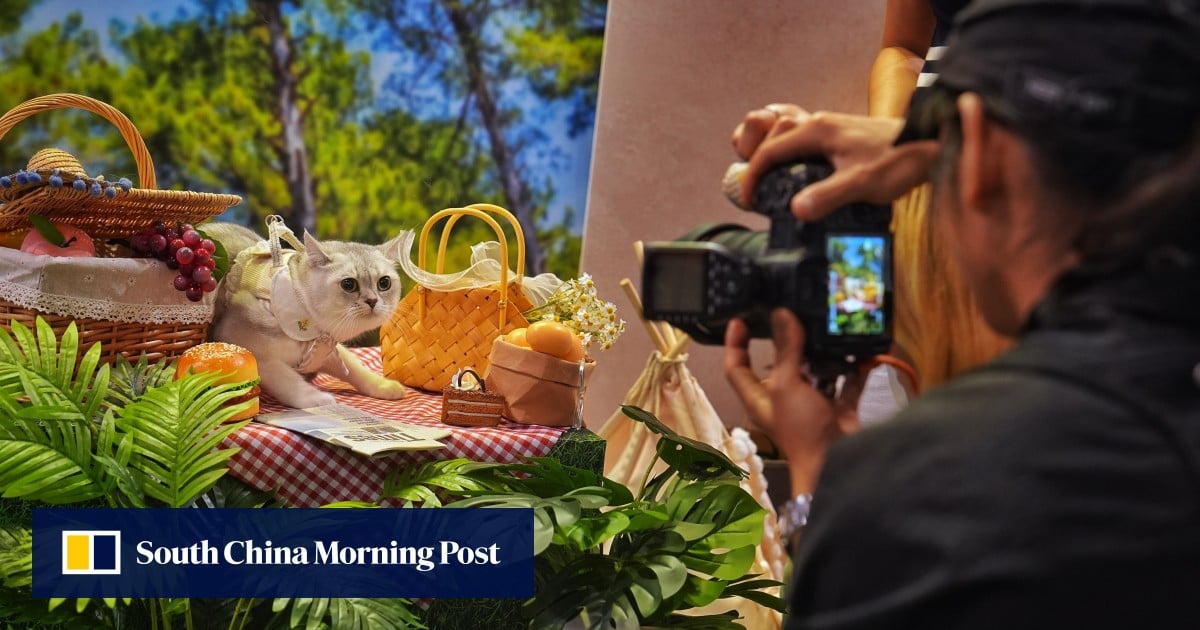 Purr-fect day for Hong Kong pet owners as cat expo opens
