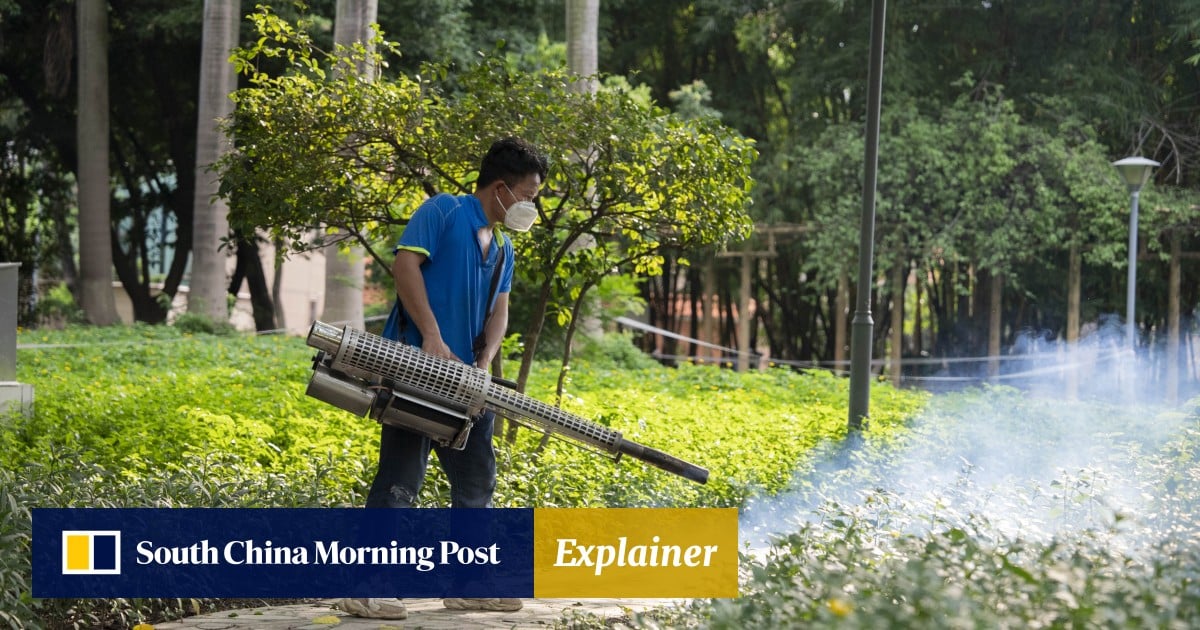 Explainer | How can you protect yourself if Hong Kong has a chikungunya fever outbreak?