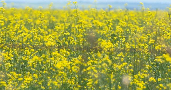 Trade war with China could have devastating impact on Canadian canola farmers