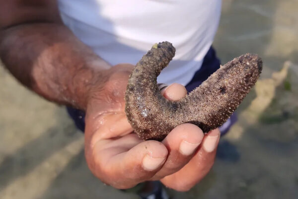 Local residents develop ranches of unusual species to revive coral reefs: ‘We’ve raised thousands’ Yahoo news home