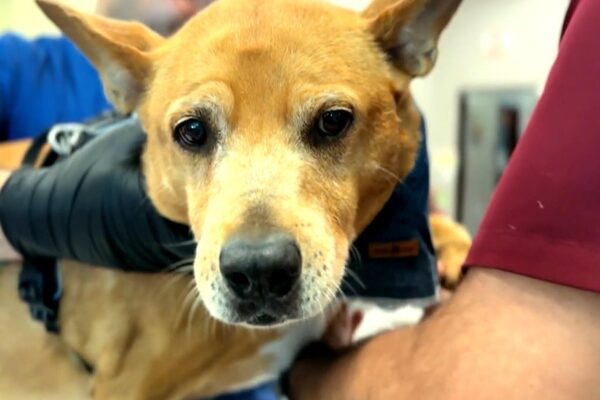 An anti-aging pill for dogs?