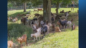 Lilburn hires dozens of goats to clean up park Yahoo news home