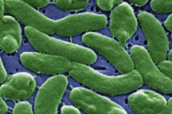 "Flesh-eating" bacteria risk increasing as ocean temperatures rise