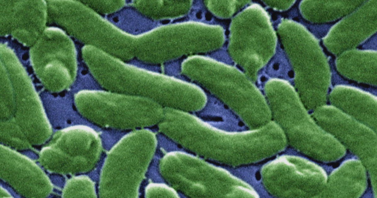 "Flesh-eating" bacteria risk increasing as ocean temperatures rise