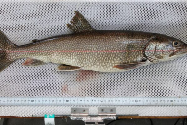 62-year-old fish caught in Lake Superior thought to be oldest-ever lake trout found in Great Lakes 62-year-old fish caught in Lake Superior thought to be oldest-ever lake trout found in Great Lakes