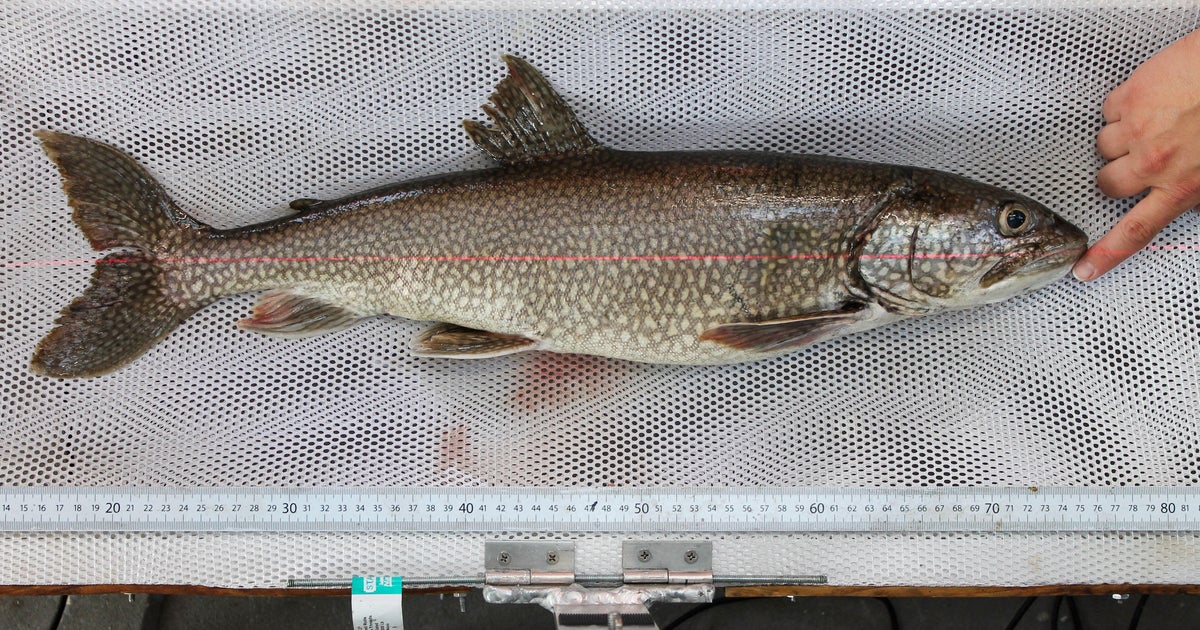 62-year-old fish caught in Lake Superior thought to be oldest-ever lake trout found in Great Lakes