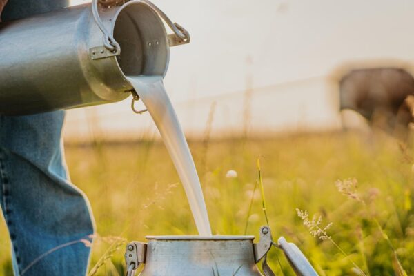 Influencers promote raw milk despite FDA health warnings as bird flu spreads in dairy cows