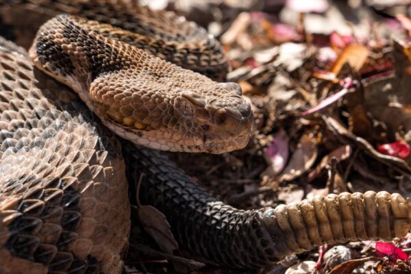 Hiker dies after being bitten by venomous snake in Tennessee state park