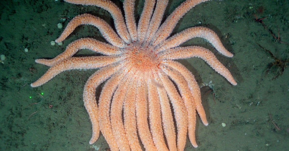Billions of starfish have died in a decade-long epidemic. Scientists say they now know why.