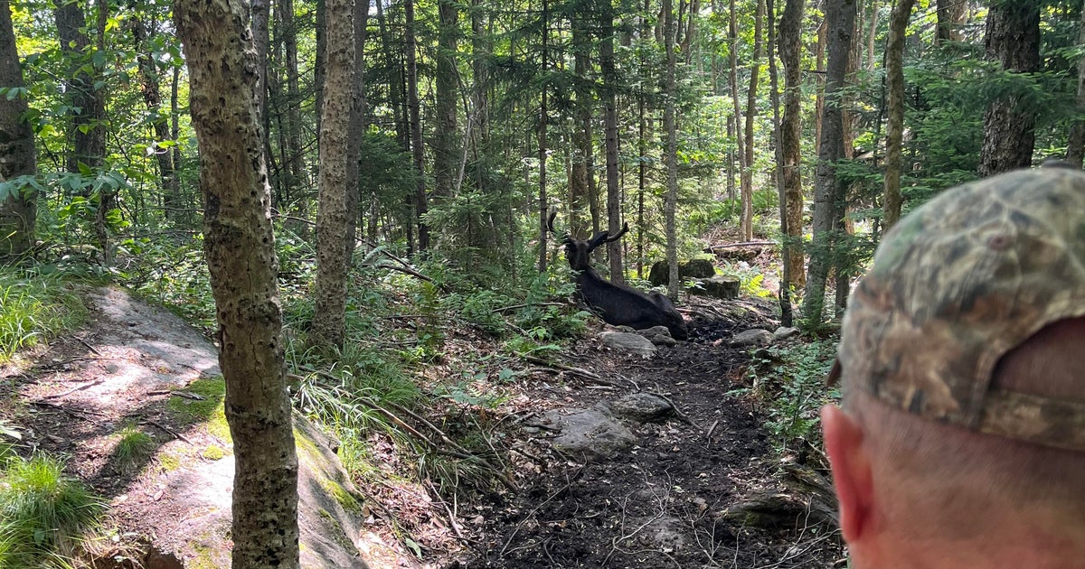 Moose that forced closure of New York hiking trail is put down after showing signs of deteriorating health