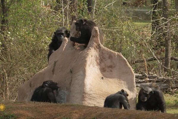 Nature: Chimpanzees in Louisiana - CBS News