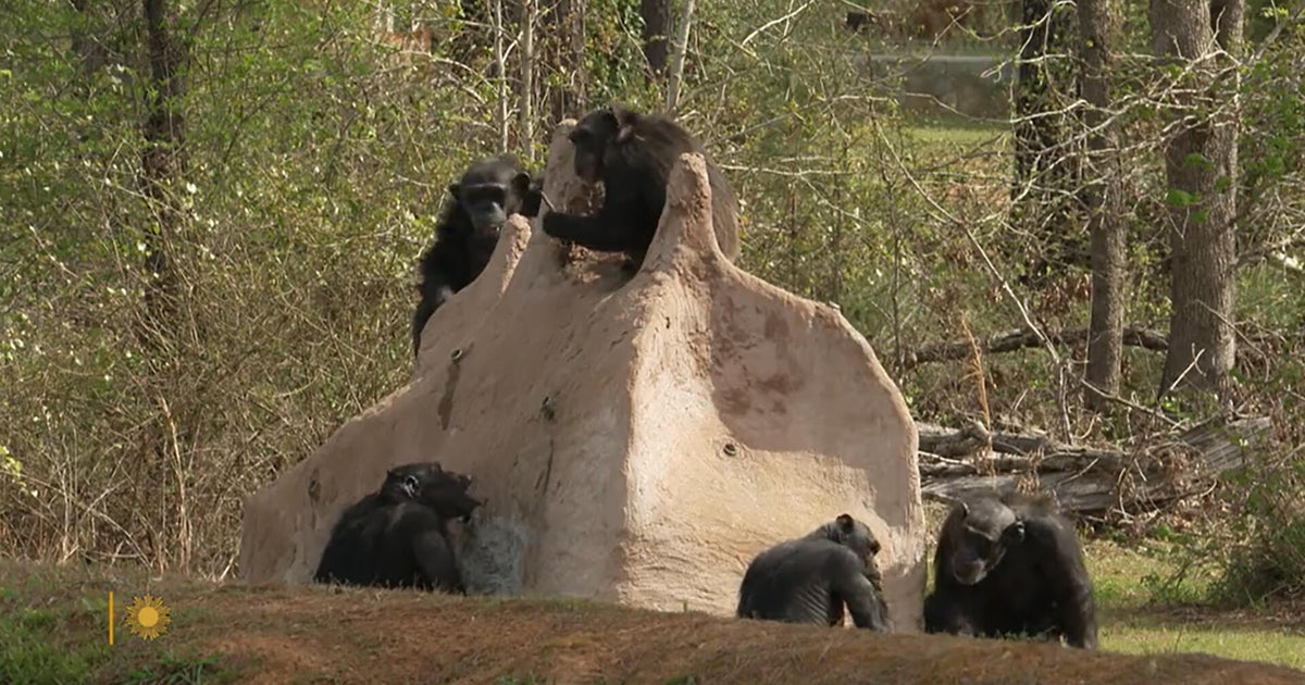 Nature: Chimpanzees in Louisiana - CBS News