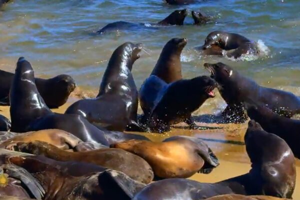 Nature: Sea lions at California's Monterey Bay