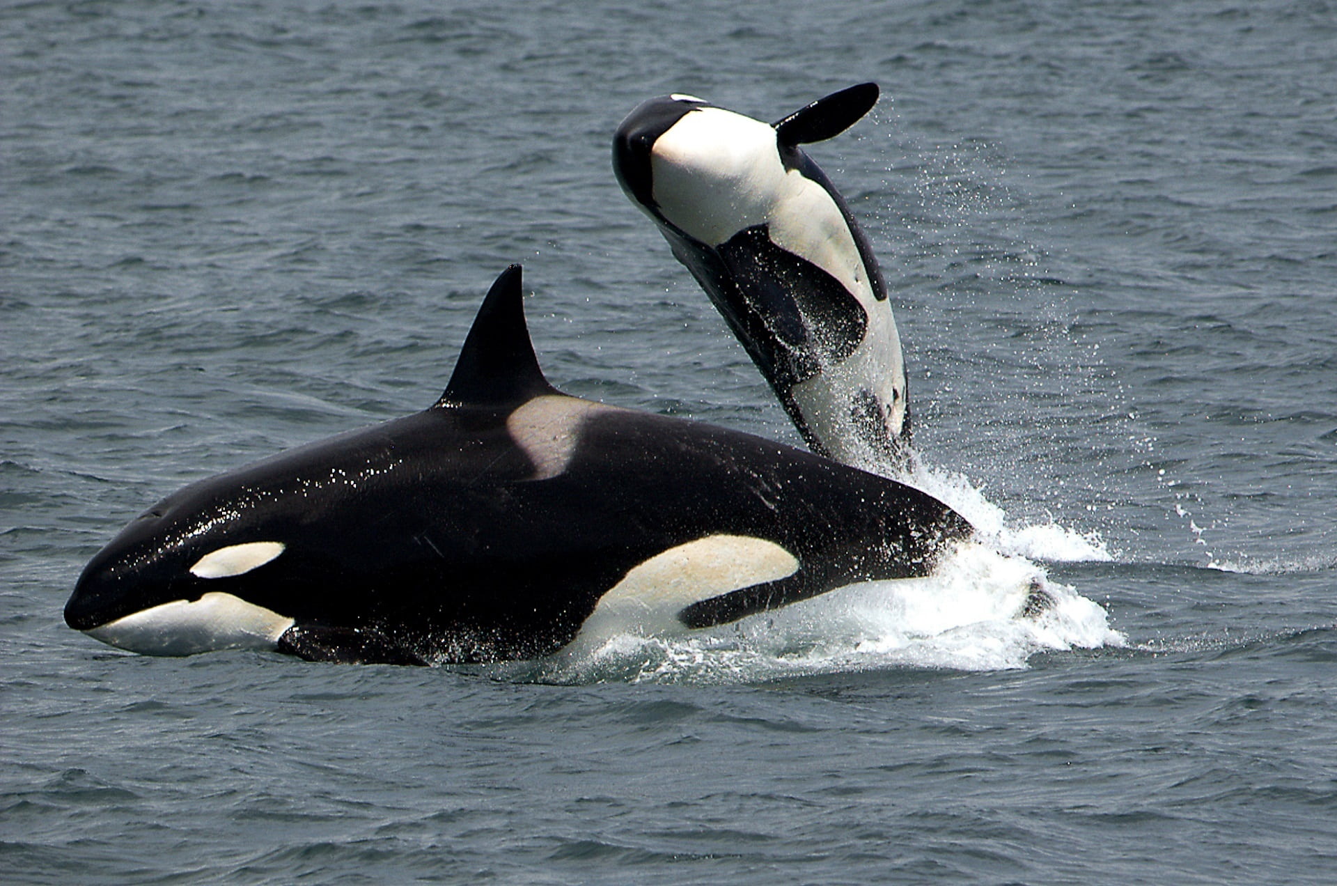 Orcas