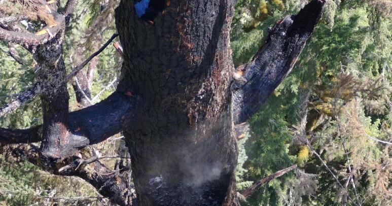 A fire is burning in one of the world's tallest trees. It may lower the tree's standing in global height rankings.