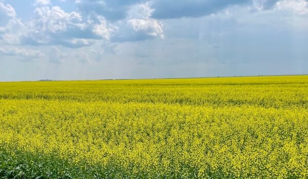 'Uncertainty is the only thing that is certain': Sask. farmers react to Chinese duty on canola