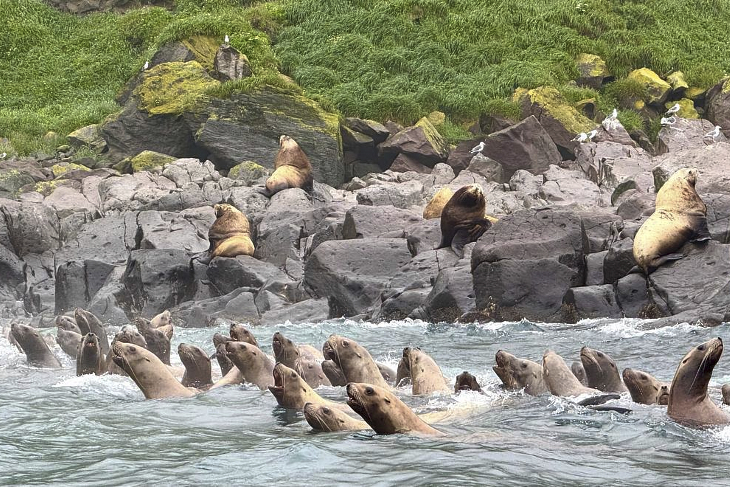 Sea lions swim during a tsunami