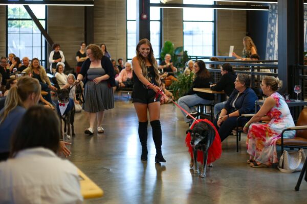 Doggy fashion show benefits animal rescue - InForum