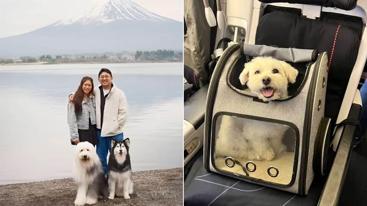 How S’poreans Travel With Pets To Japan & Europe Hassle-Free — No Business Class Or Private Jet Needed