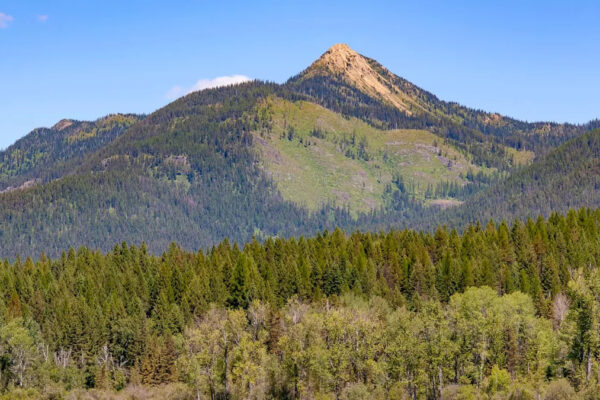Scientists raise red flags as iconic US tree species faces worsening crisis: ‘Under extraordinary threat’ Yahoo news home